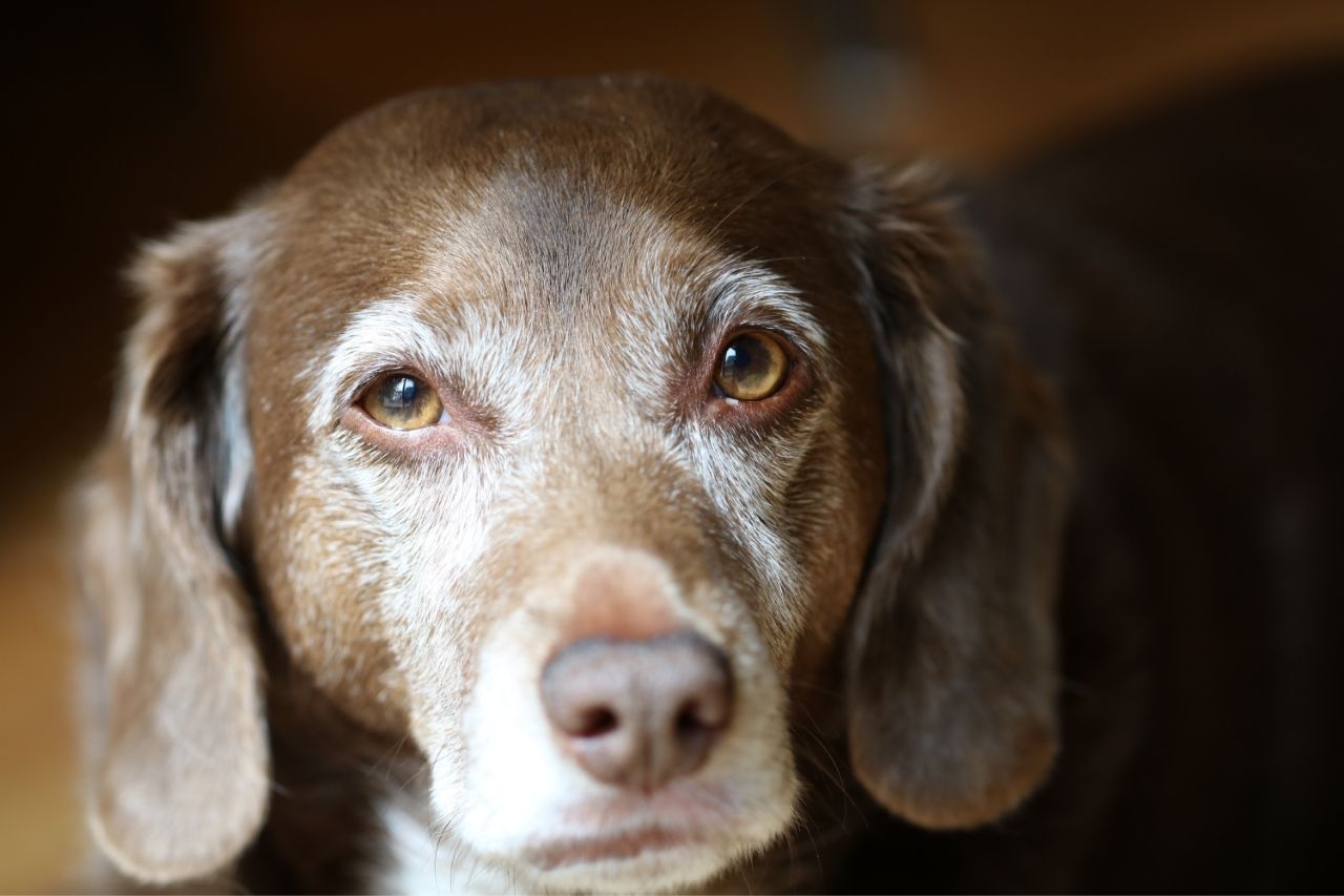 Cachorro com remela verde nos olhos: o que é e como cuidar?