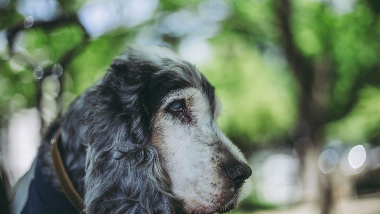 Quais são os principais sintomas de alzheimer canino?