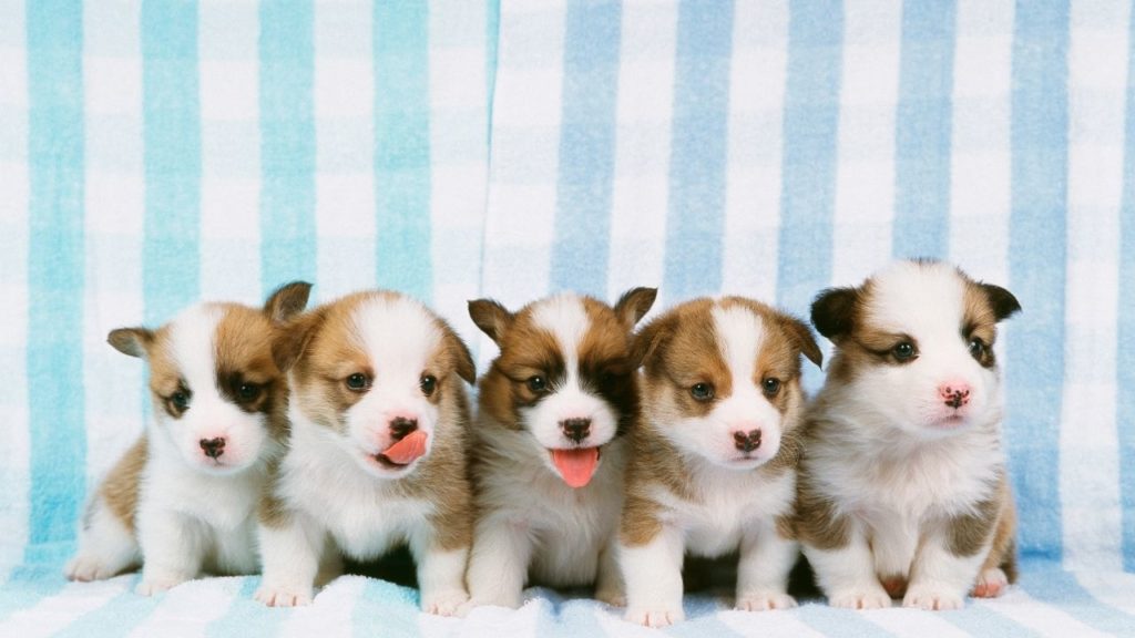 Saiba como cuidar de cachorro recém-nascido!