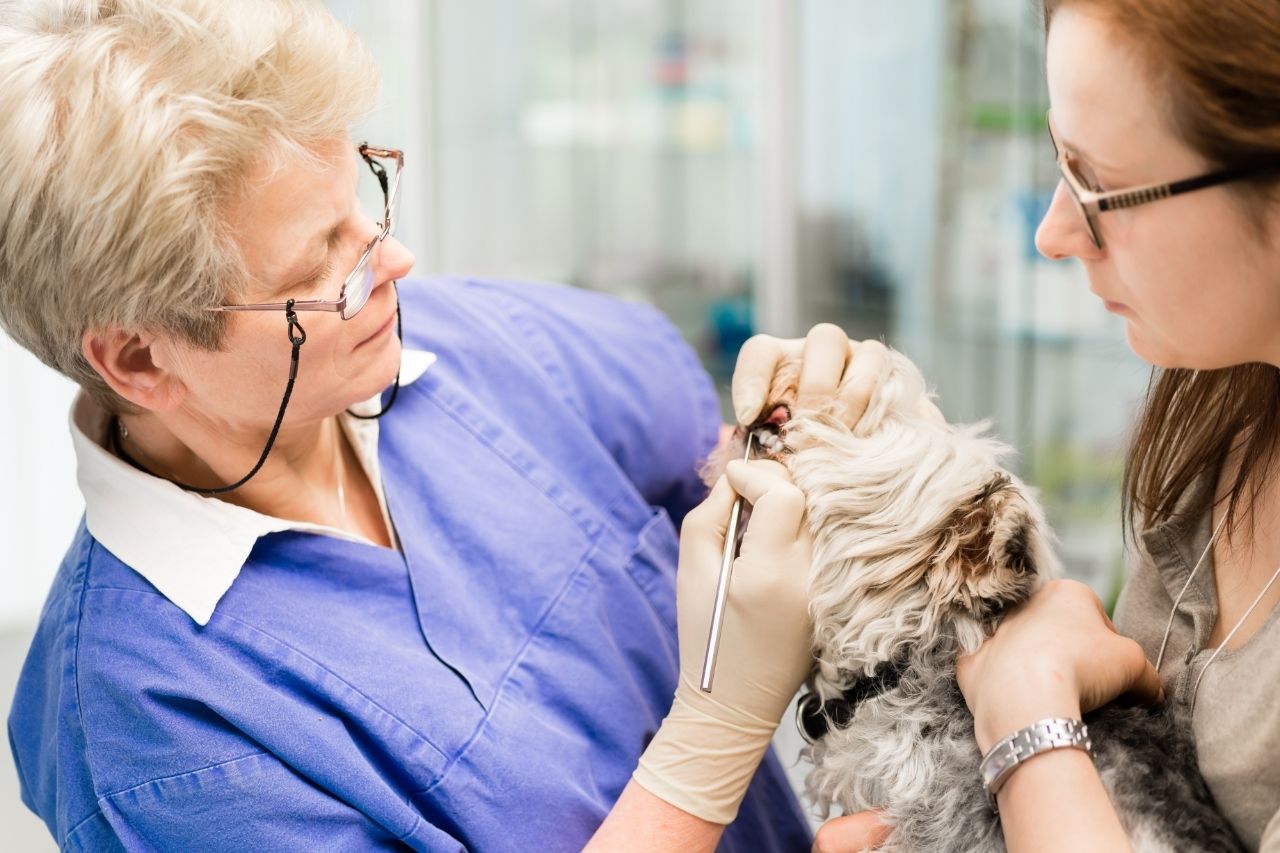 Saúde bucal de cachorro: como cuidar?