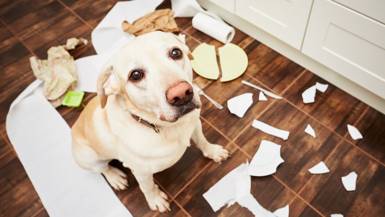 Cachorro inquieto: o que causa e como solucionar?