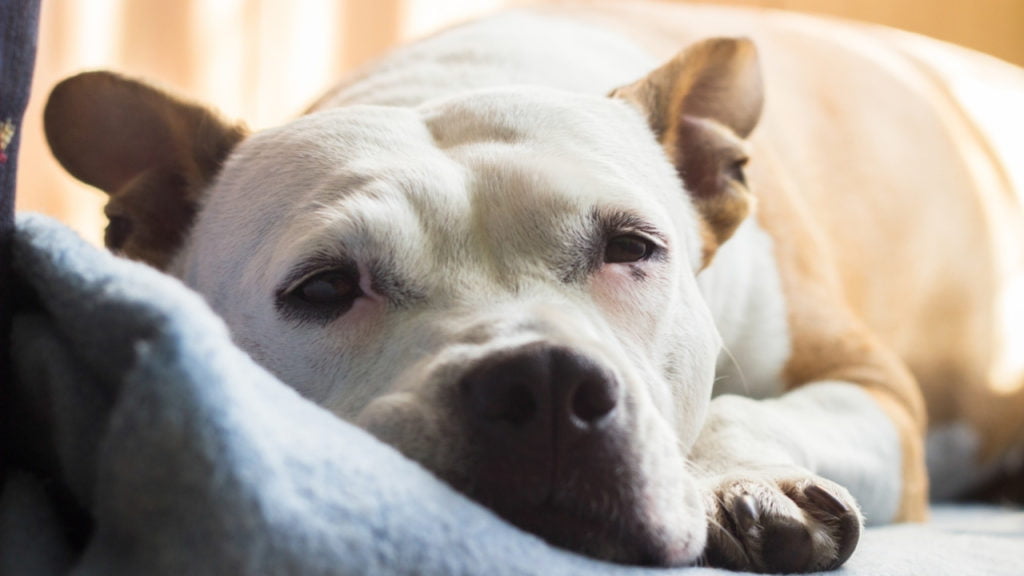 Câncer em cachorro: quais os principais?