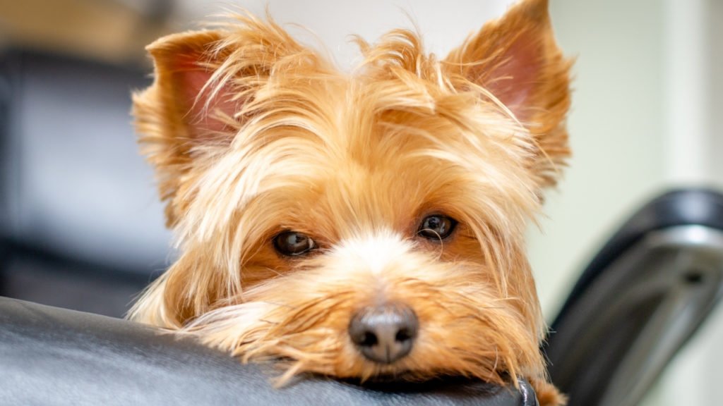 Quais são os sinais de um cachorro entediado?