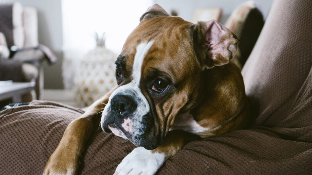 6 curiosidades sobre cachorro boxer
