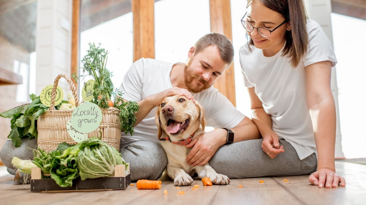 Cachorro vegetariano: é possível fazer uma reeducação alimentar?