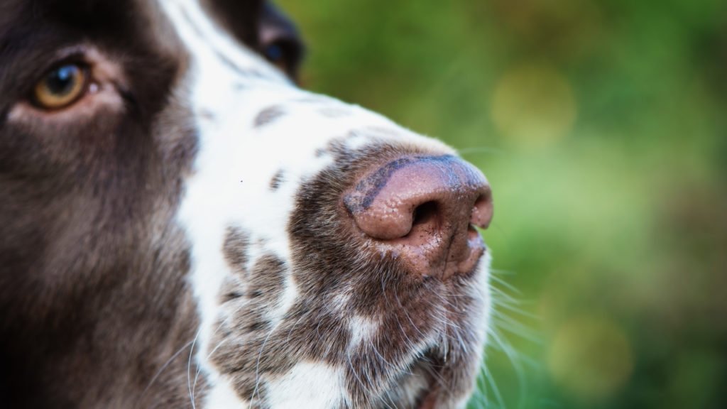 Por que ocorre a despigmentação do focinho dos cães?