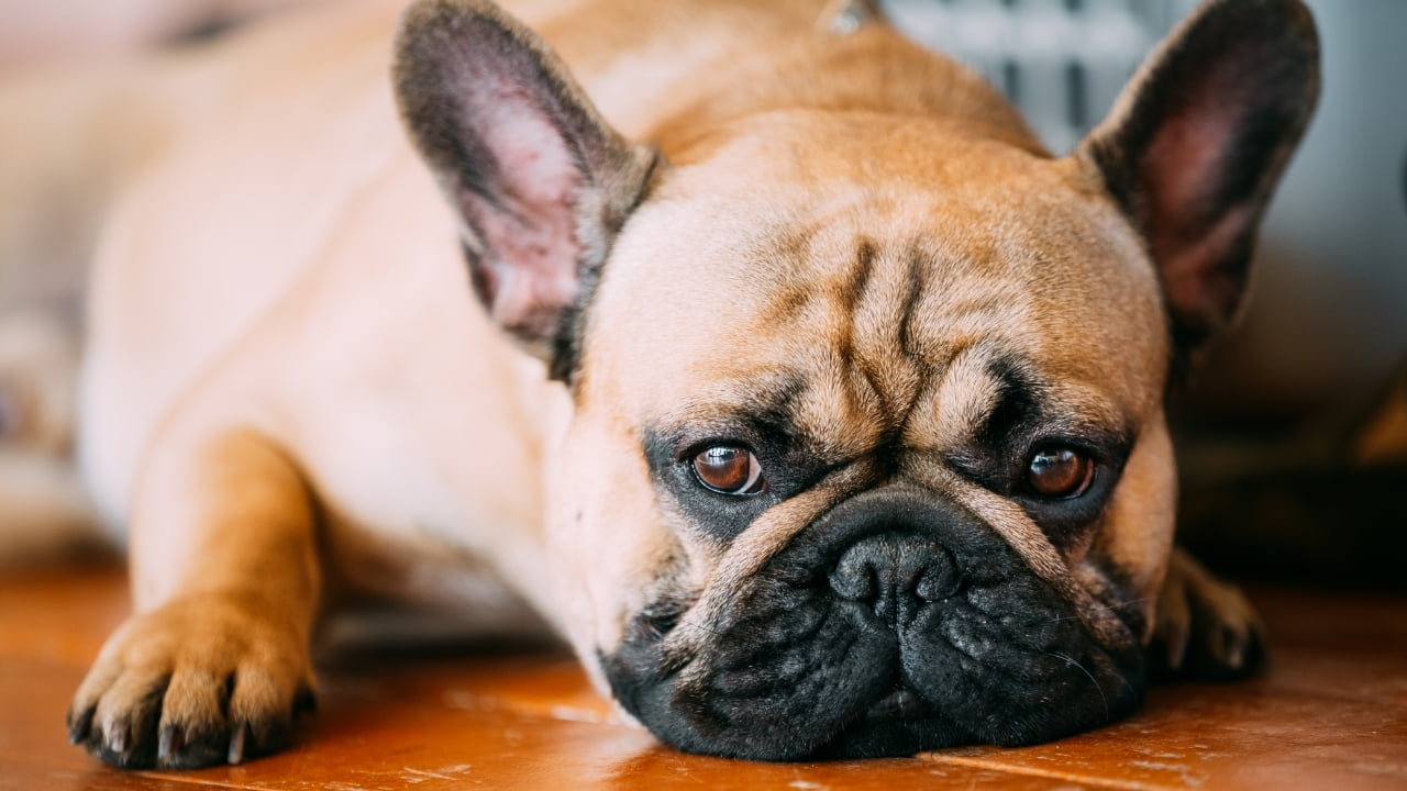 Saiba mais sobre a Síndrome de Cushing em cachorros