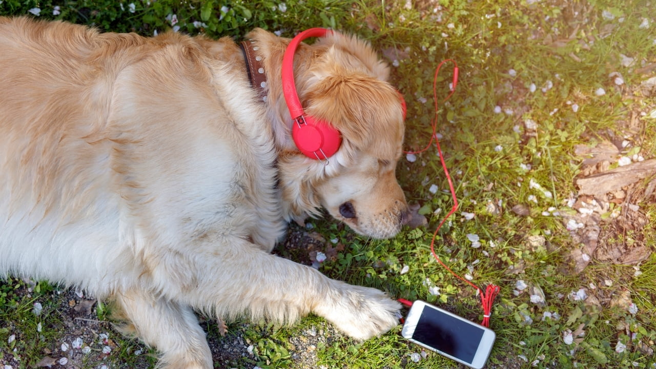 Será que cachorro gosta de música?