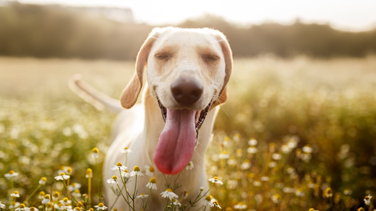 Como evitar a coprofagia canina?