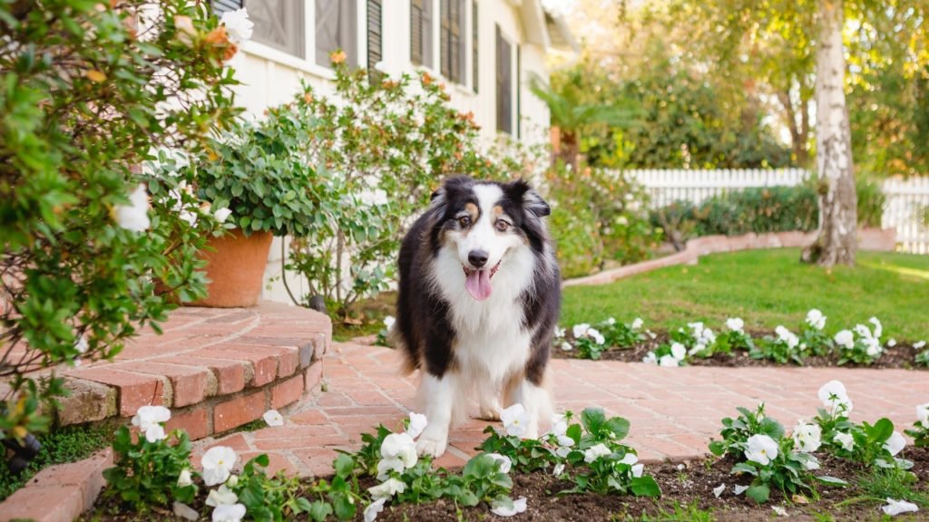 Perigos do jardim: proteja seu pet!