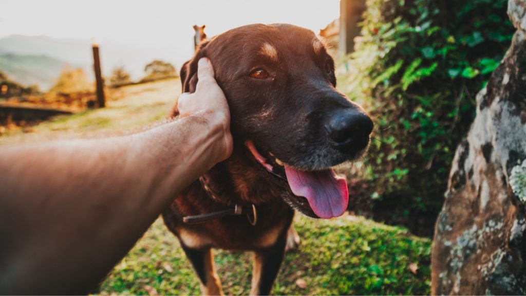 Raça de cachorro ideal para signo: existe mesmo?