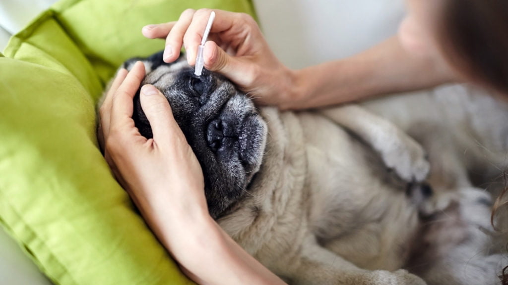 Saiba como passar colírio em cachorro!