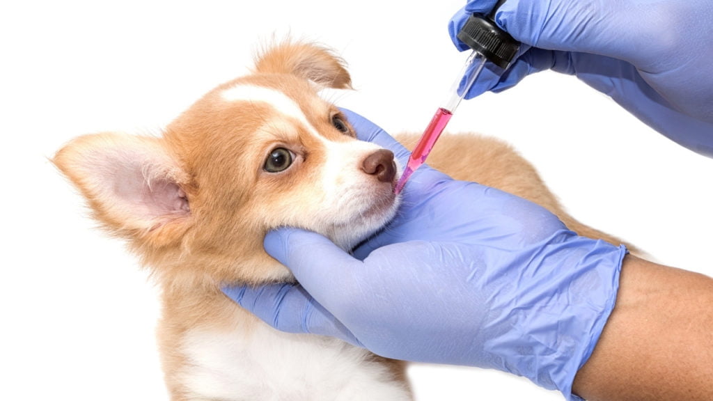 Vermífugo em pets: como funciona esta medicação?