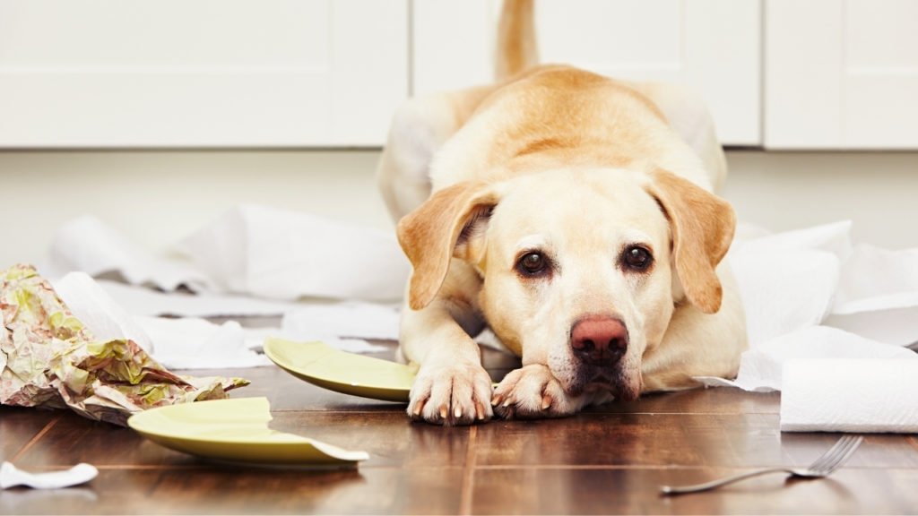 Borrifador na educação dos pets: usar ou não?