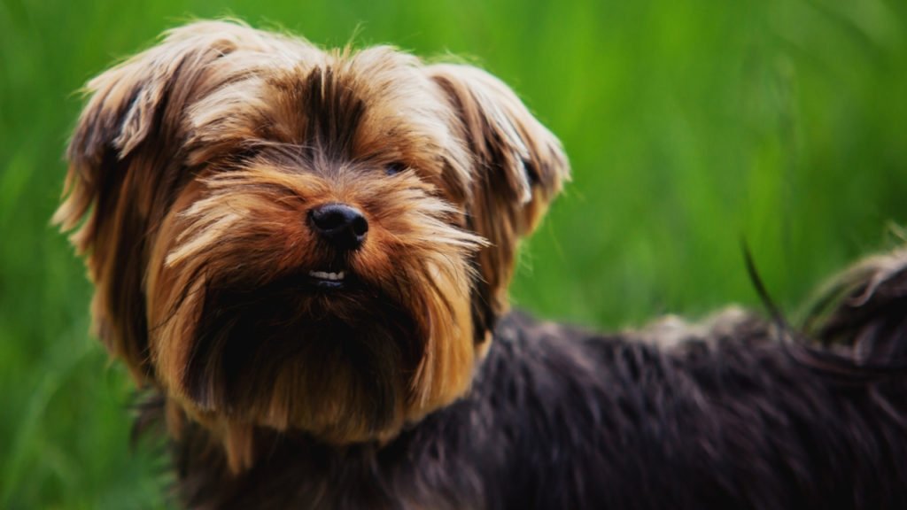 7 curiosidades sobre o cachorro yorkshire