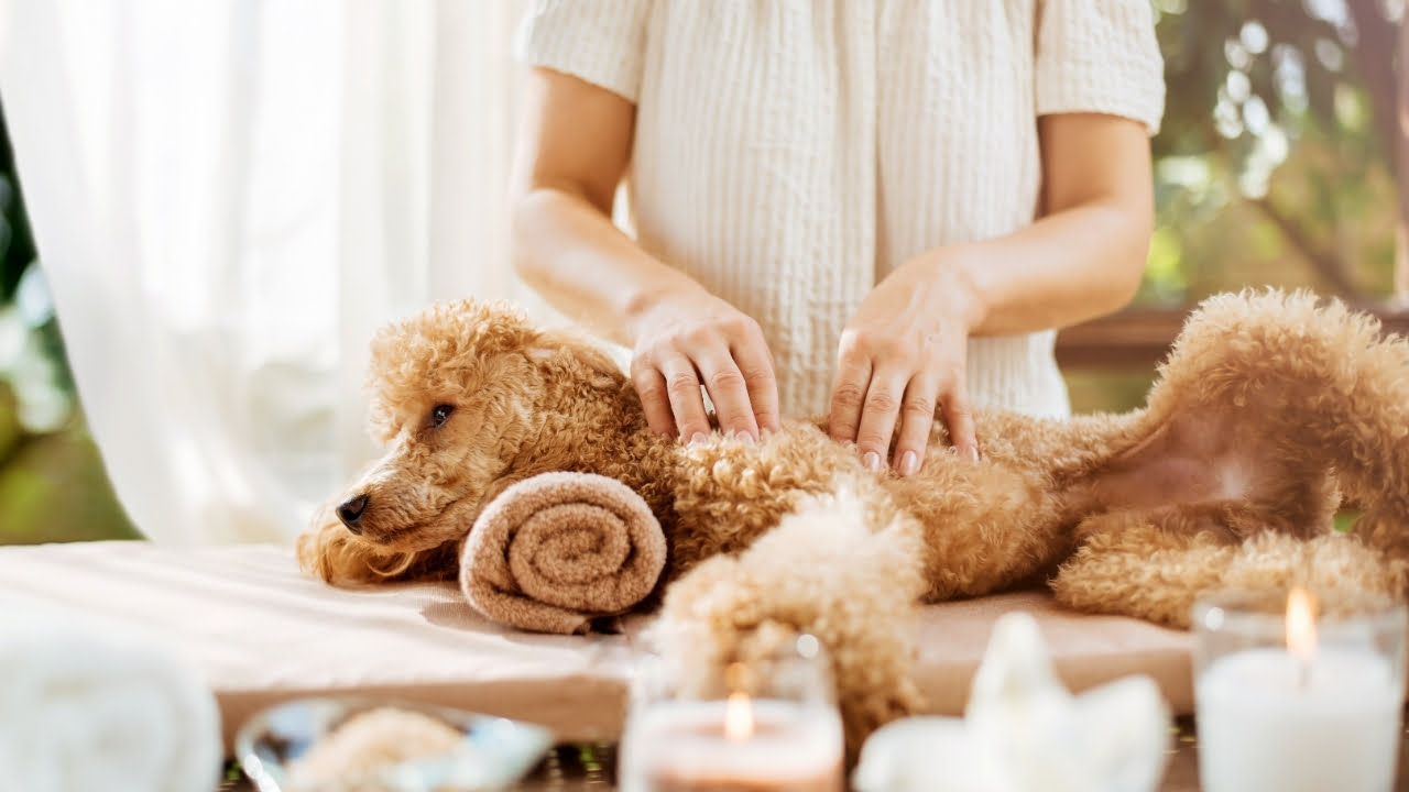 Massagem em cachorro: como e por que fazer?