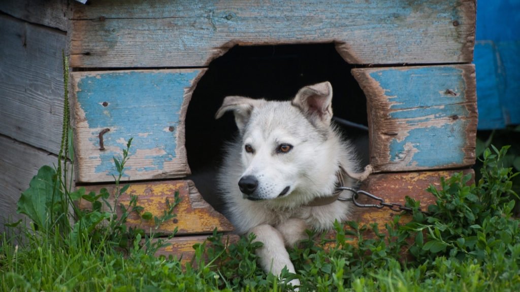 O que considerar ao escolher casinha de cachorro?