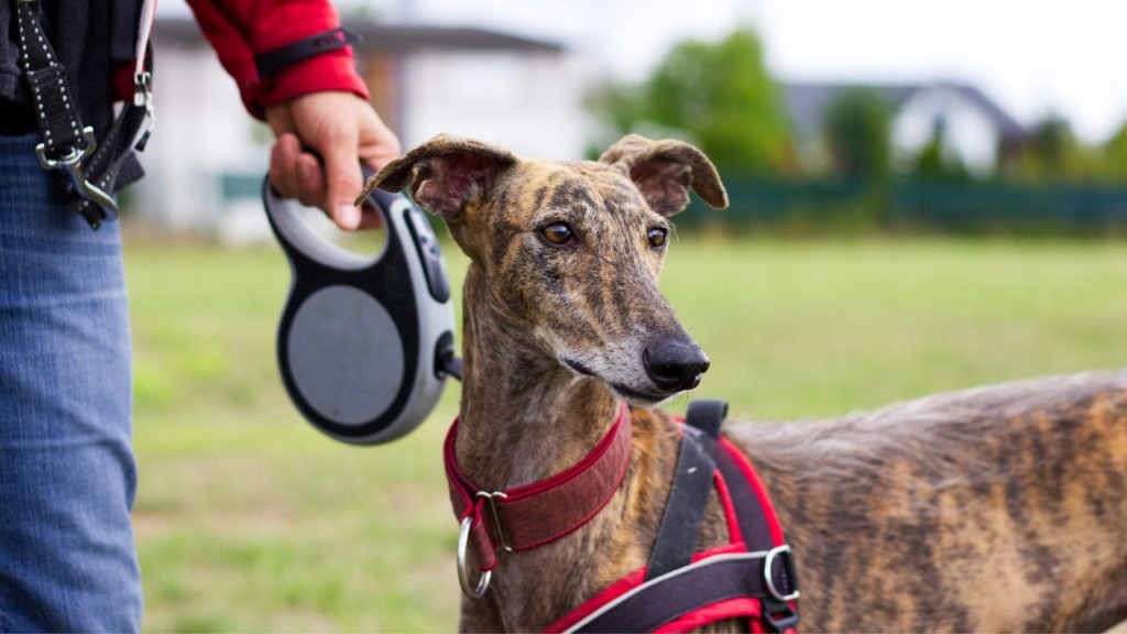 Peitoral para cachorro: quais tipos e como escolher?