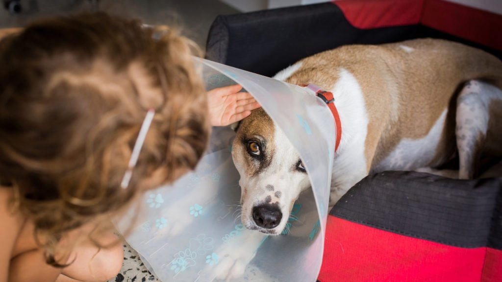 Saiba como alimentar cachorro com colar elizabetano