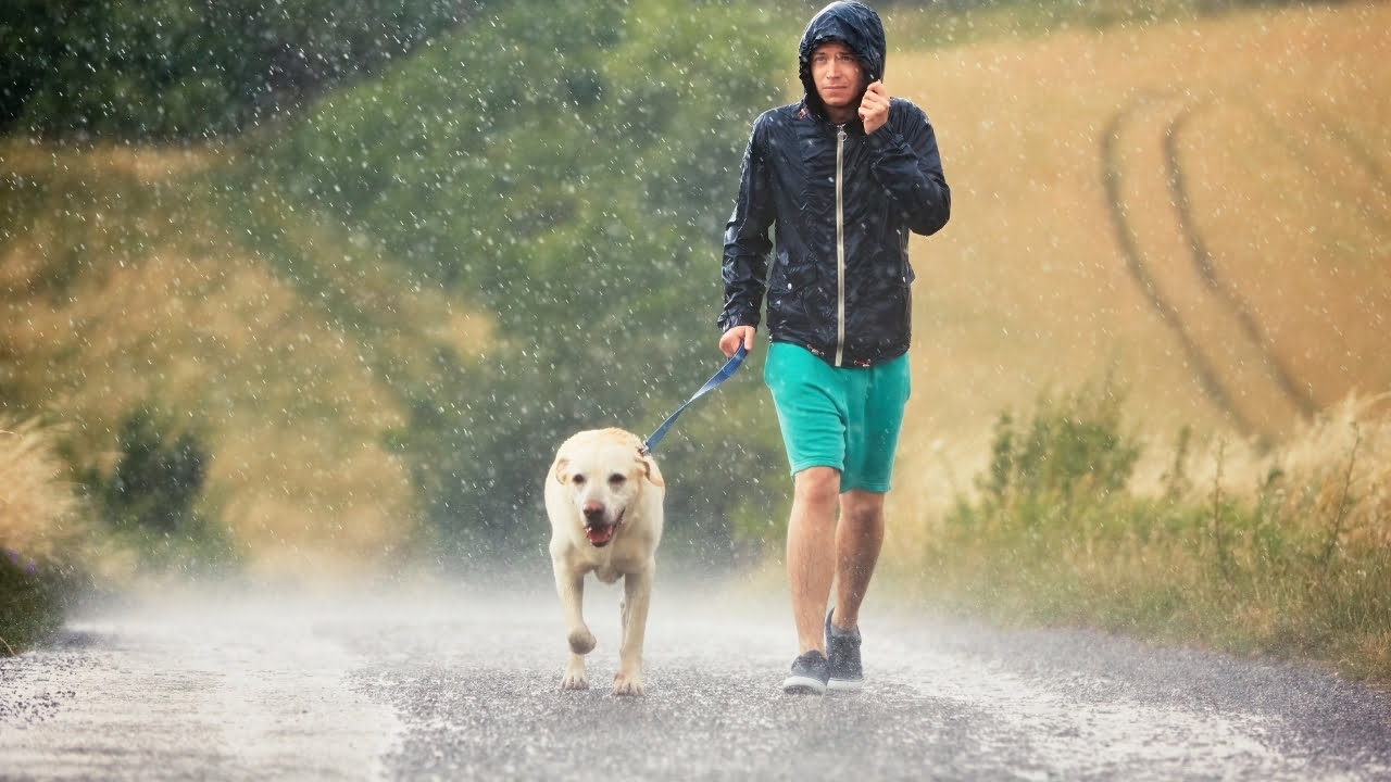 Cachorro na chuva: tem problema?