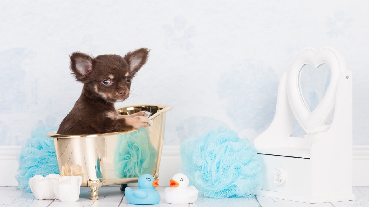 Filhotes: cachorro de 1 mês pode tomar banho?