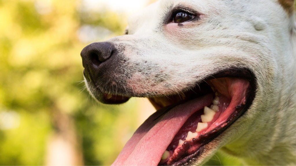 Quais são as emoções dos cães?