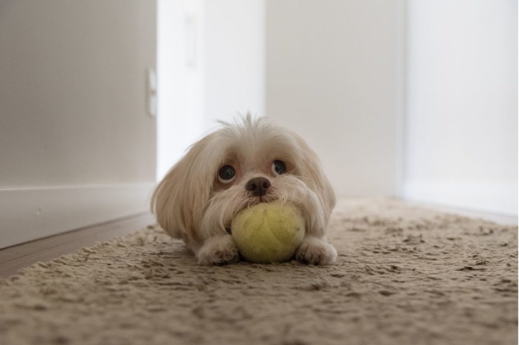 Saiba como fazer mamadeira para cachorro recém-nascido