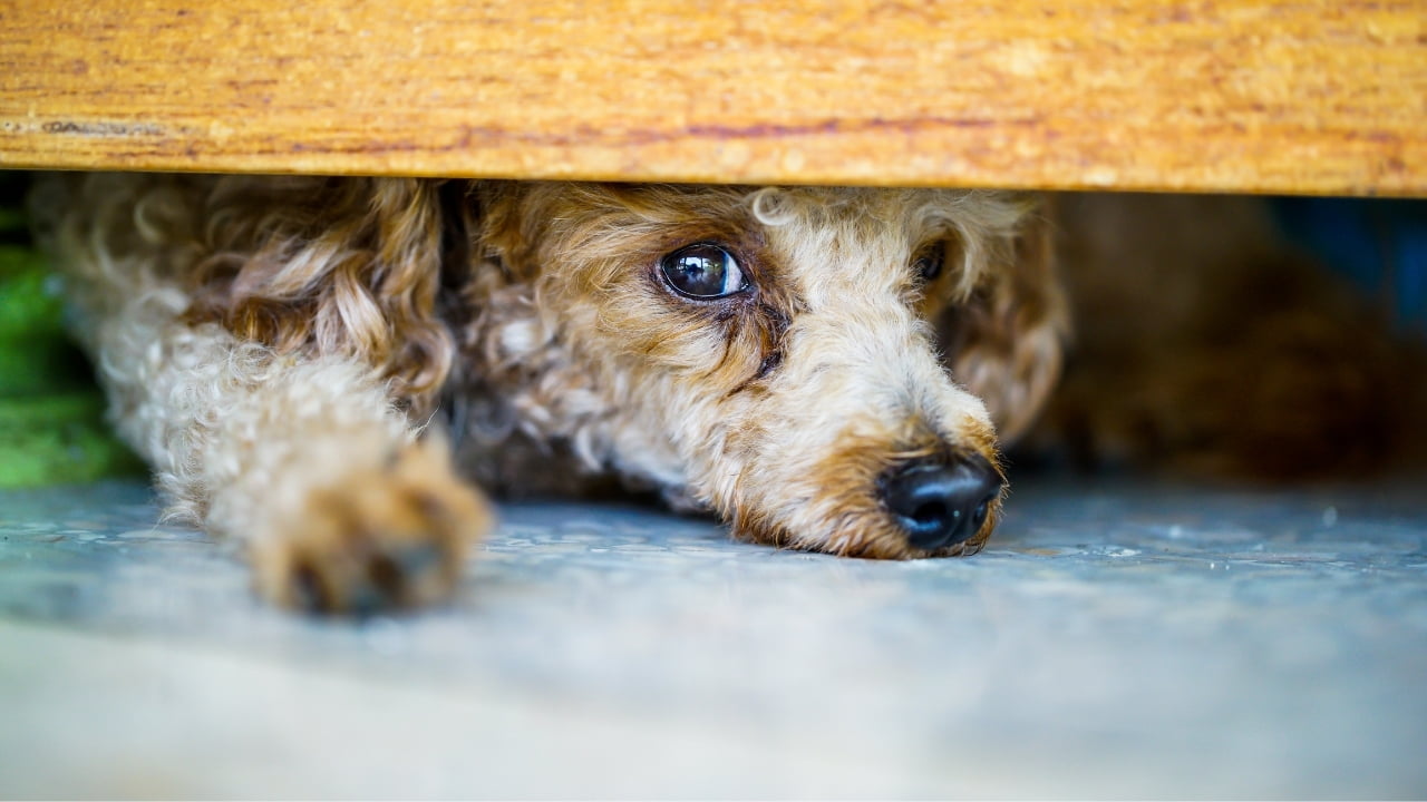 Trauma canino: como lidar?