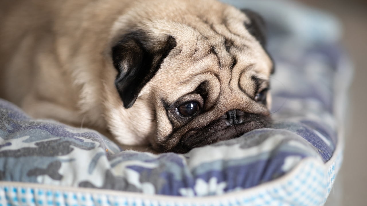 4 fatores que contribuem para o estresse canino