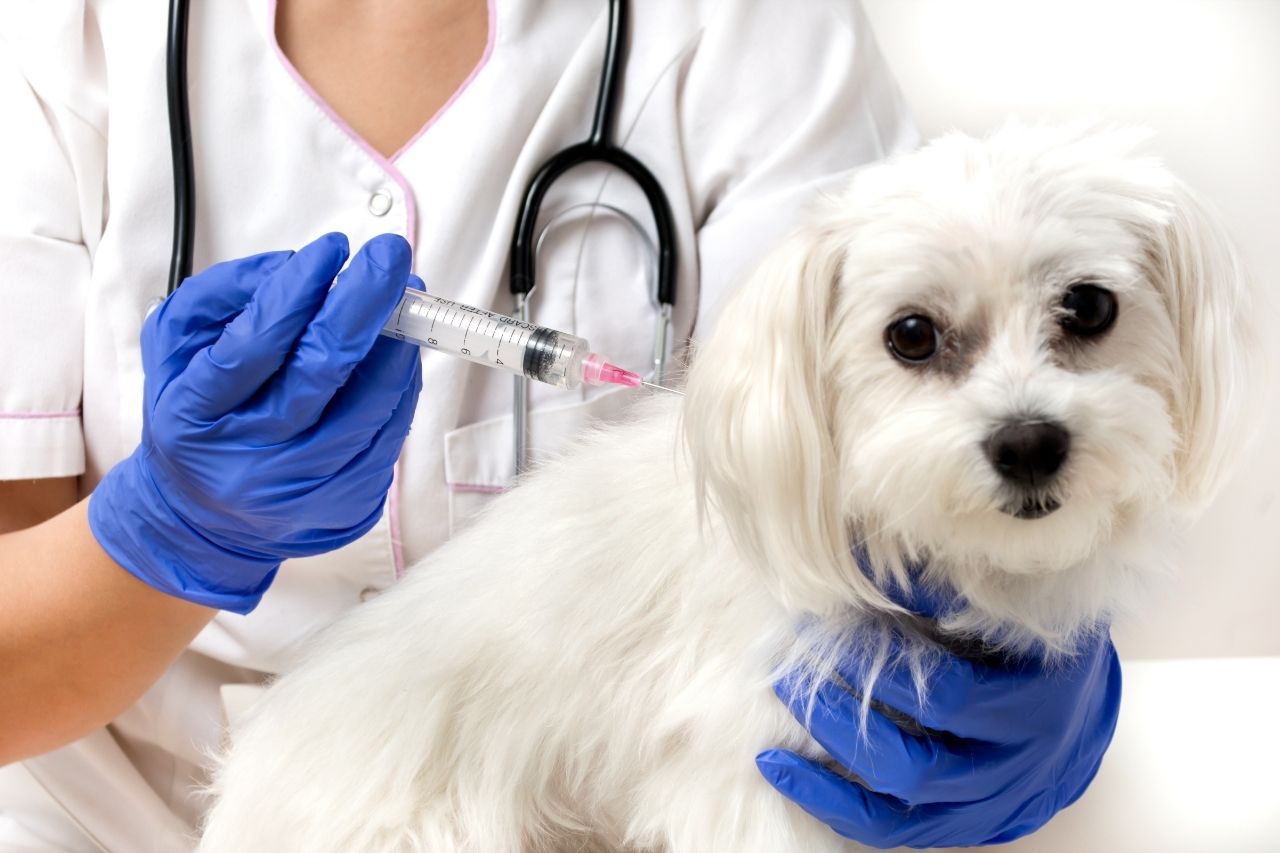 4 razões para fazer visitas regulares ao veterinário