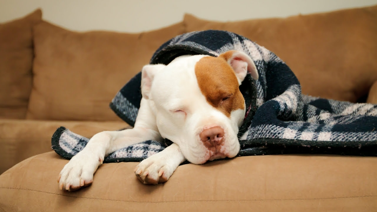 6 dicas para ajudar o cachorro a dormir