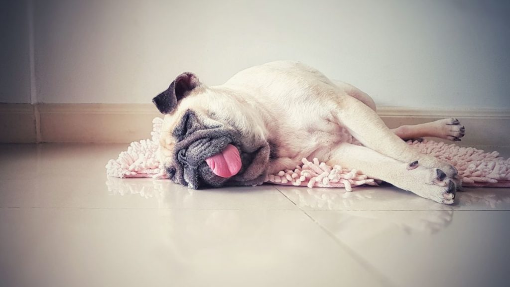 8 raças de cachorro mais preguiçosas