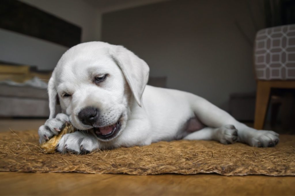 Cachorro independente: como incentivar essa prática?