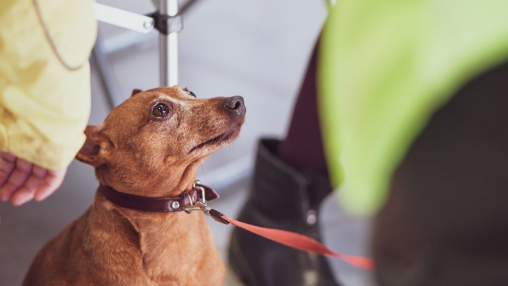 Como encontrar cachorro que sumiu?