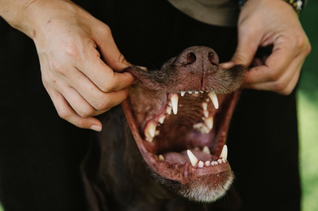 Tártaro nos dentes dos animais pode provocar doenças