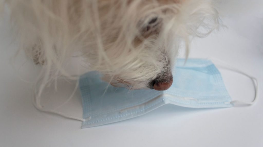 Cachorro pega Covid-19?