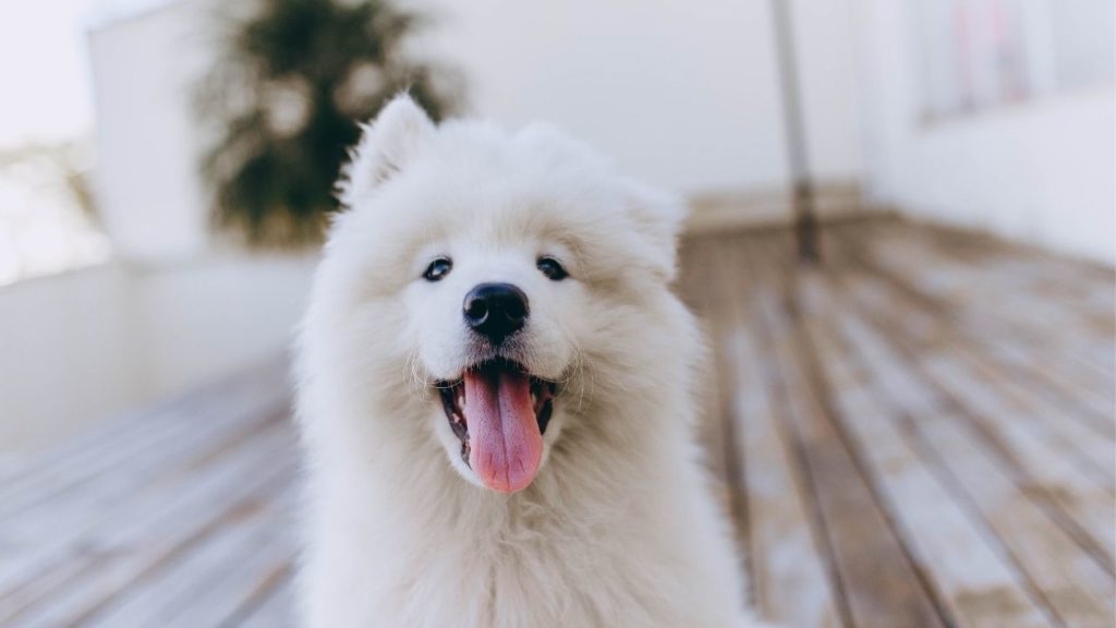 Cachorro peludo: como cuidar das madeixas do seu.dog?