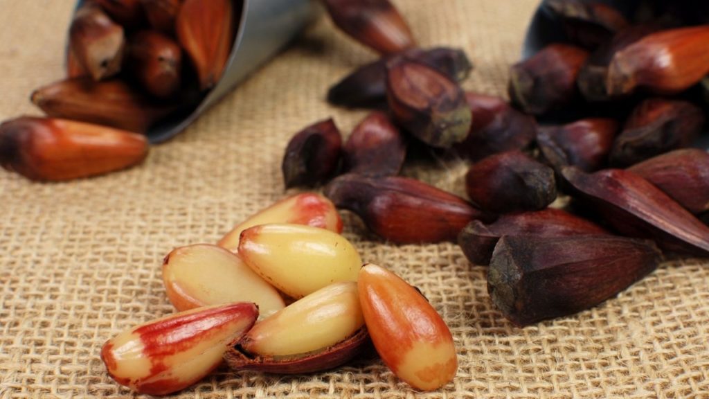 Cachorro pode comer pinhão?