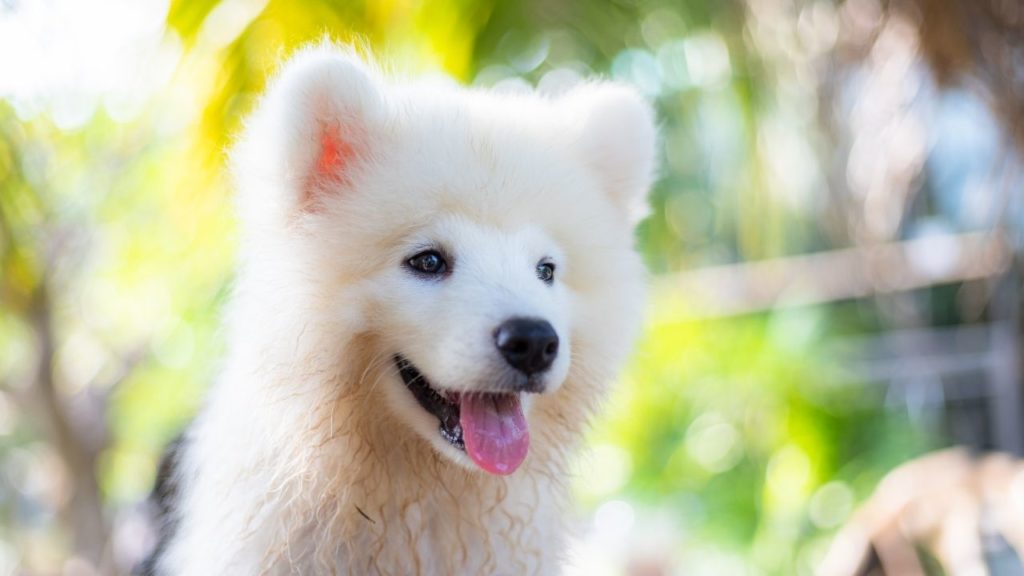 Cachorro que parece lobo: conheça 6 raças!