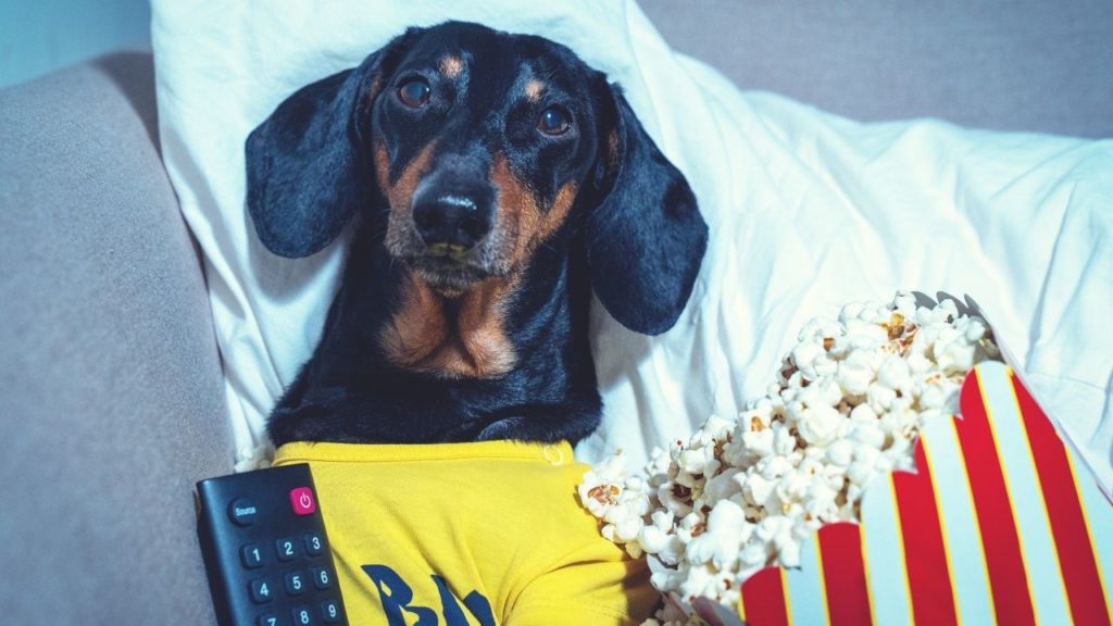 Séries de cachorro: confira 8 incríveis para maratonar!