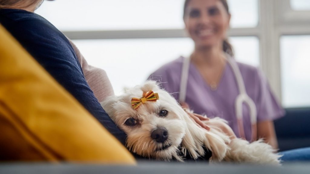 Veterinário a domicílio: você conhece essa comodidade?