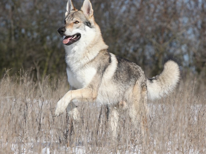 Cachorro que parece lobo: conheça 6 raças!