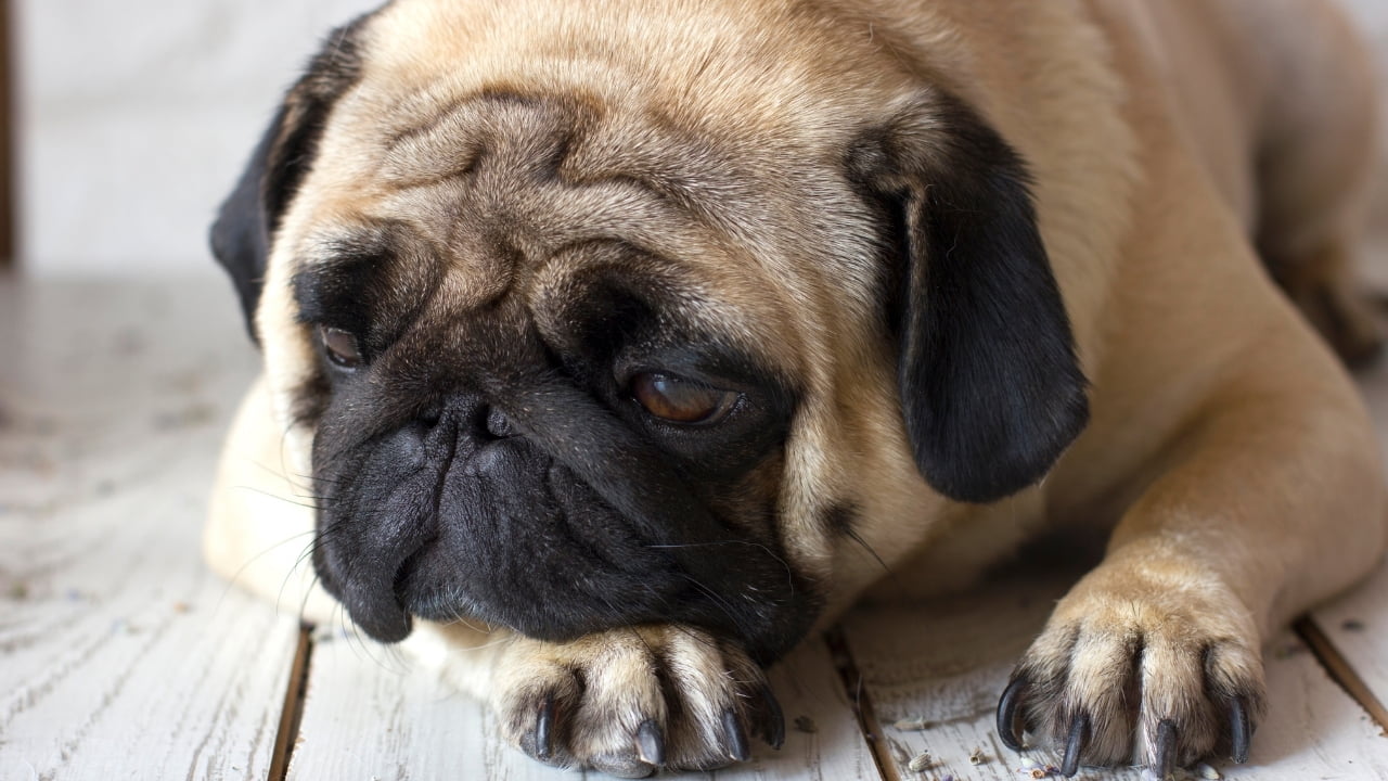 Cachorro triste: como saber se seu pet está bem?