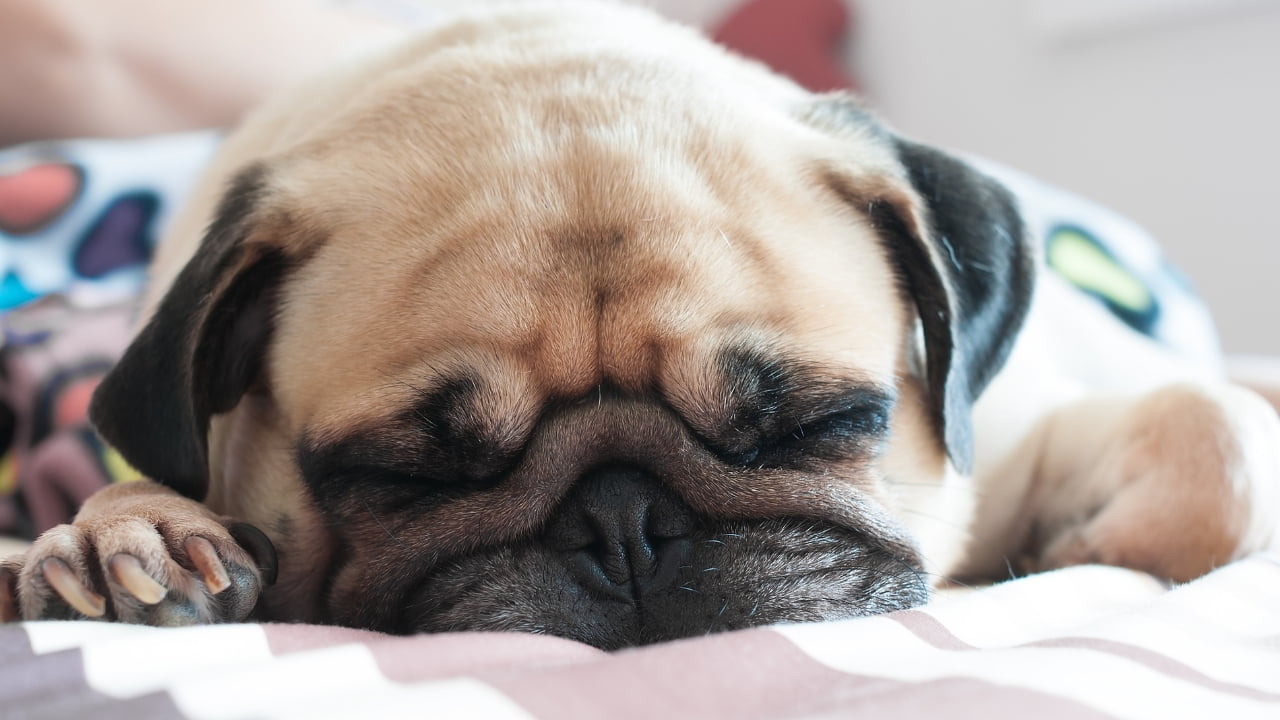 Como fazer filhote de cachorro dormir a noite toda: confira 4 dicas