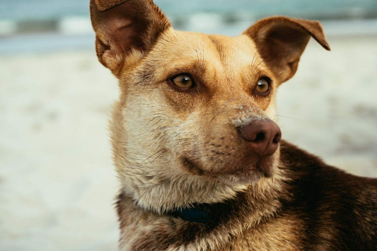 Cachorro na praia: 4 cuidados essenciais