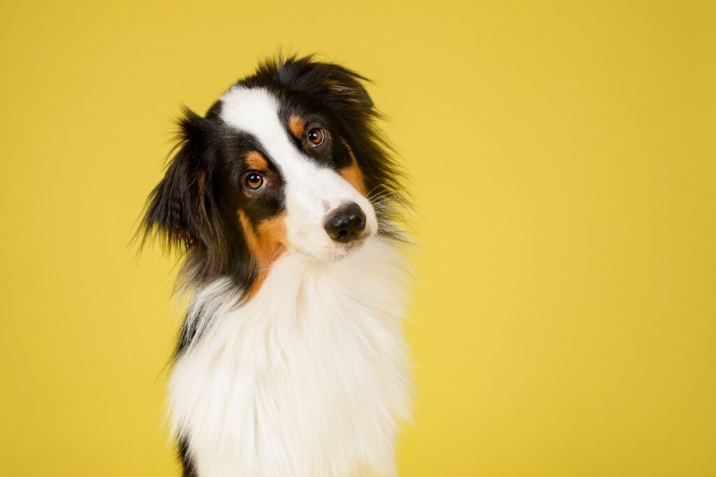 Já se perguntou por que seu cão inclina a cabeça?