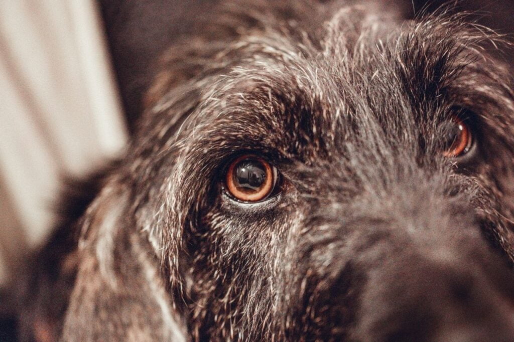 Seu cachorro faz cara de culpado? Descubra o motivo!