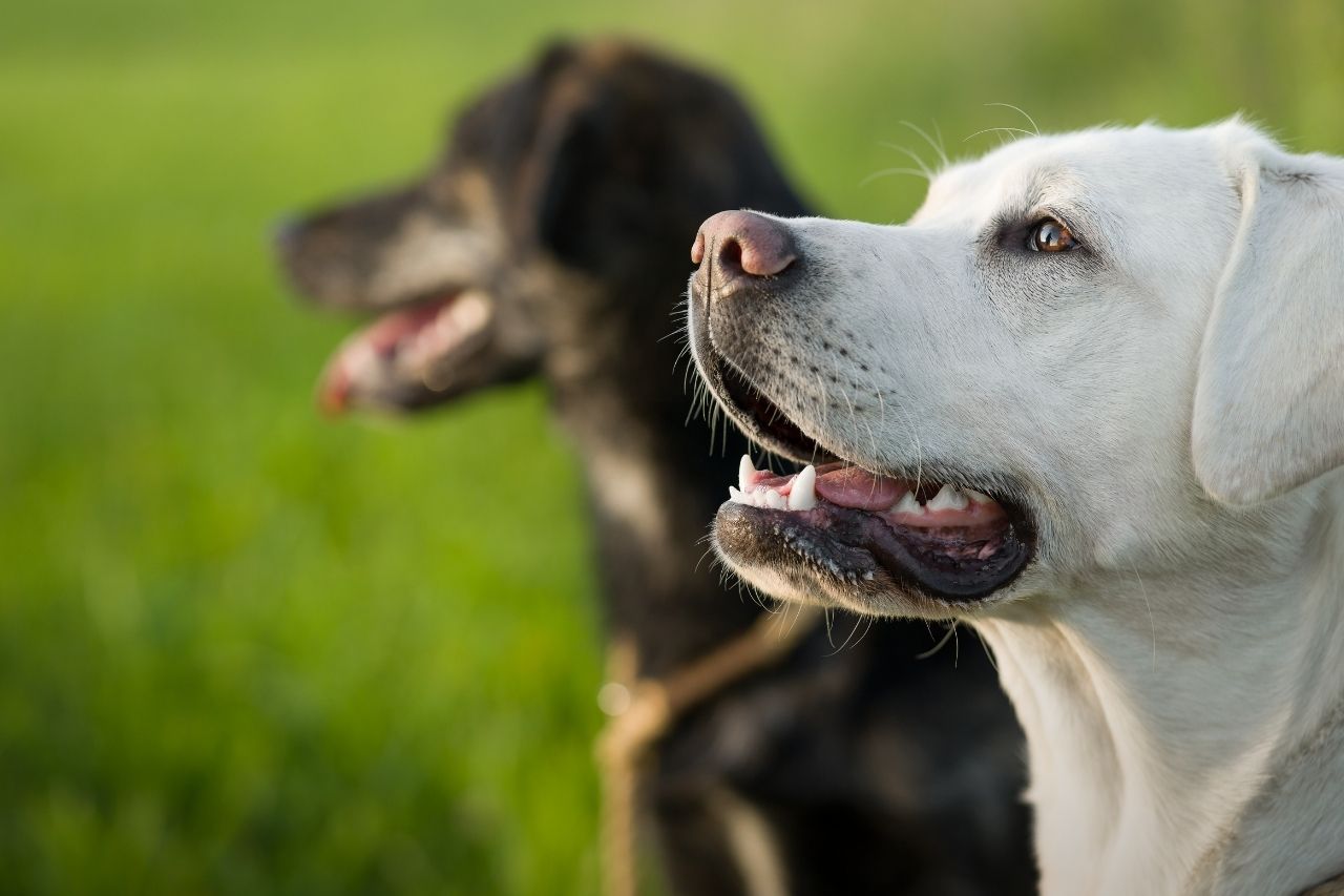 É possível adestrar dois cães ao mesmo tempo?
