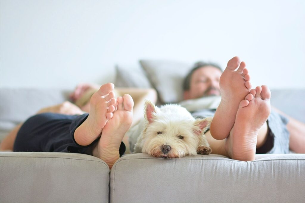 Cachorro lambendo pé do dono: isso é normal?