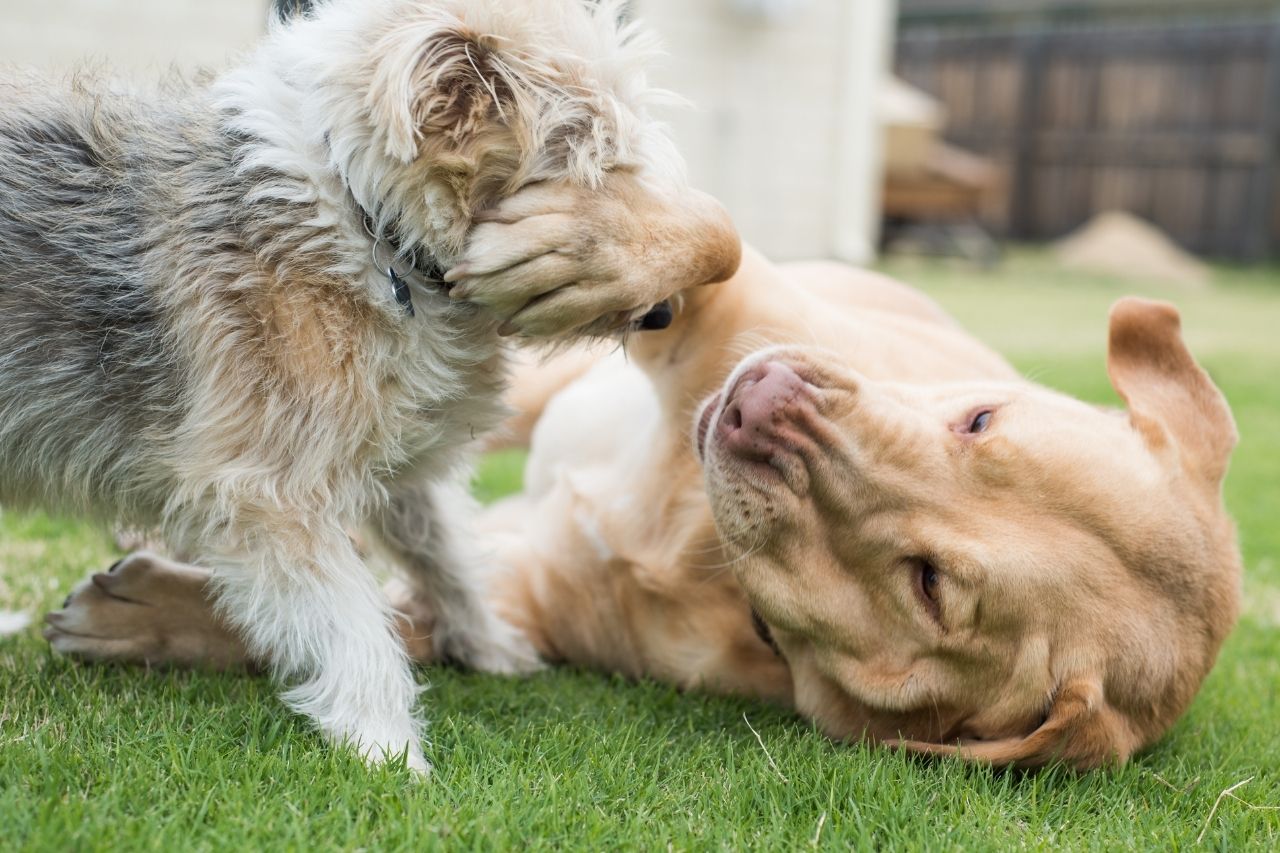Curiosidade do dia: como os cachorros se comunicam entre si?